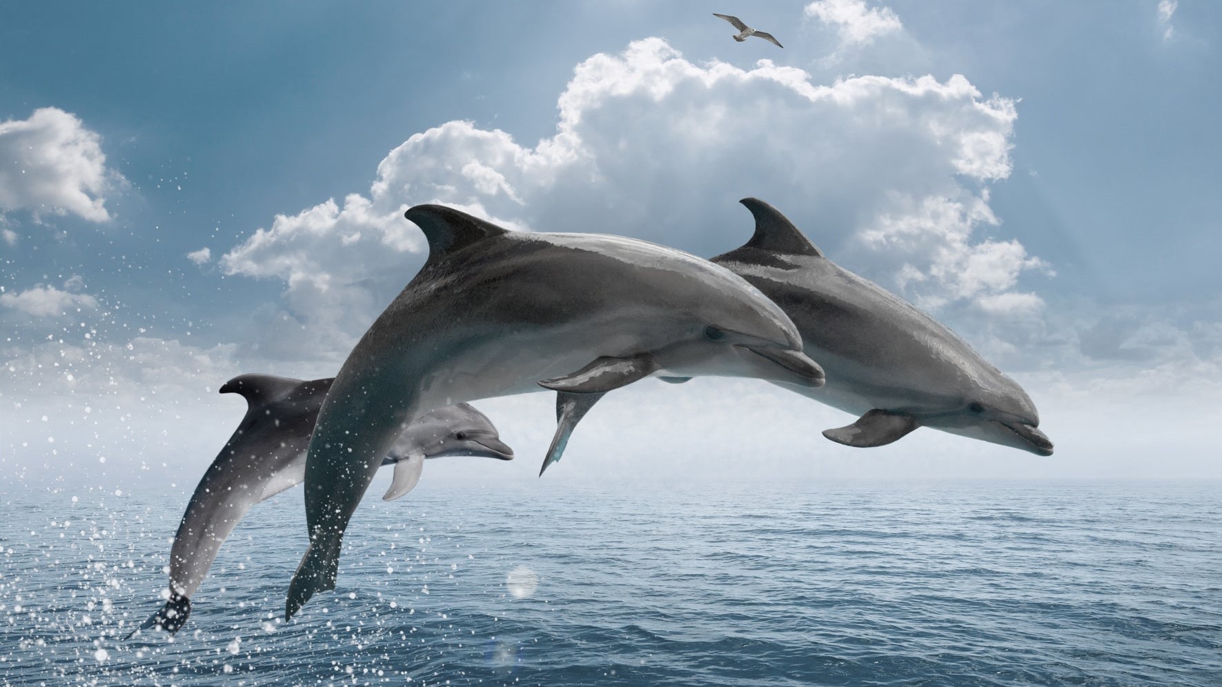 Image Trilogie des Dauphins